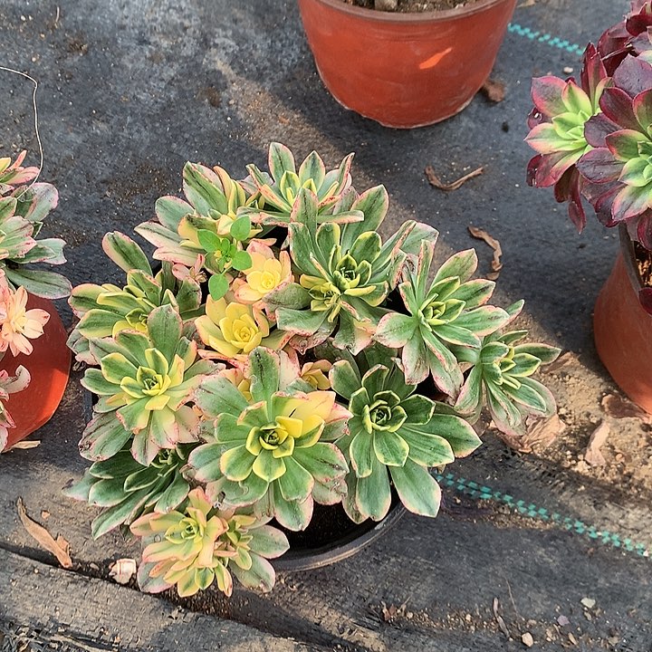 菠*522甜茶多肉植物