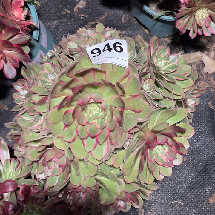 946粉花妖3-3花花