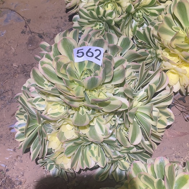 多肉植物法师562欣尼亚