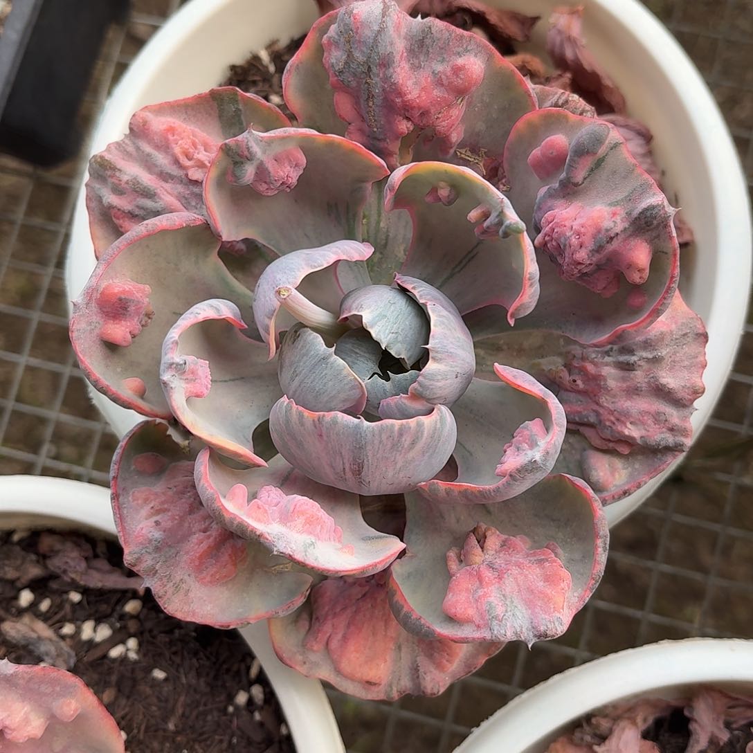 雨滴锦大单头18㎝盆参考