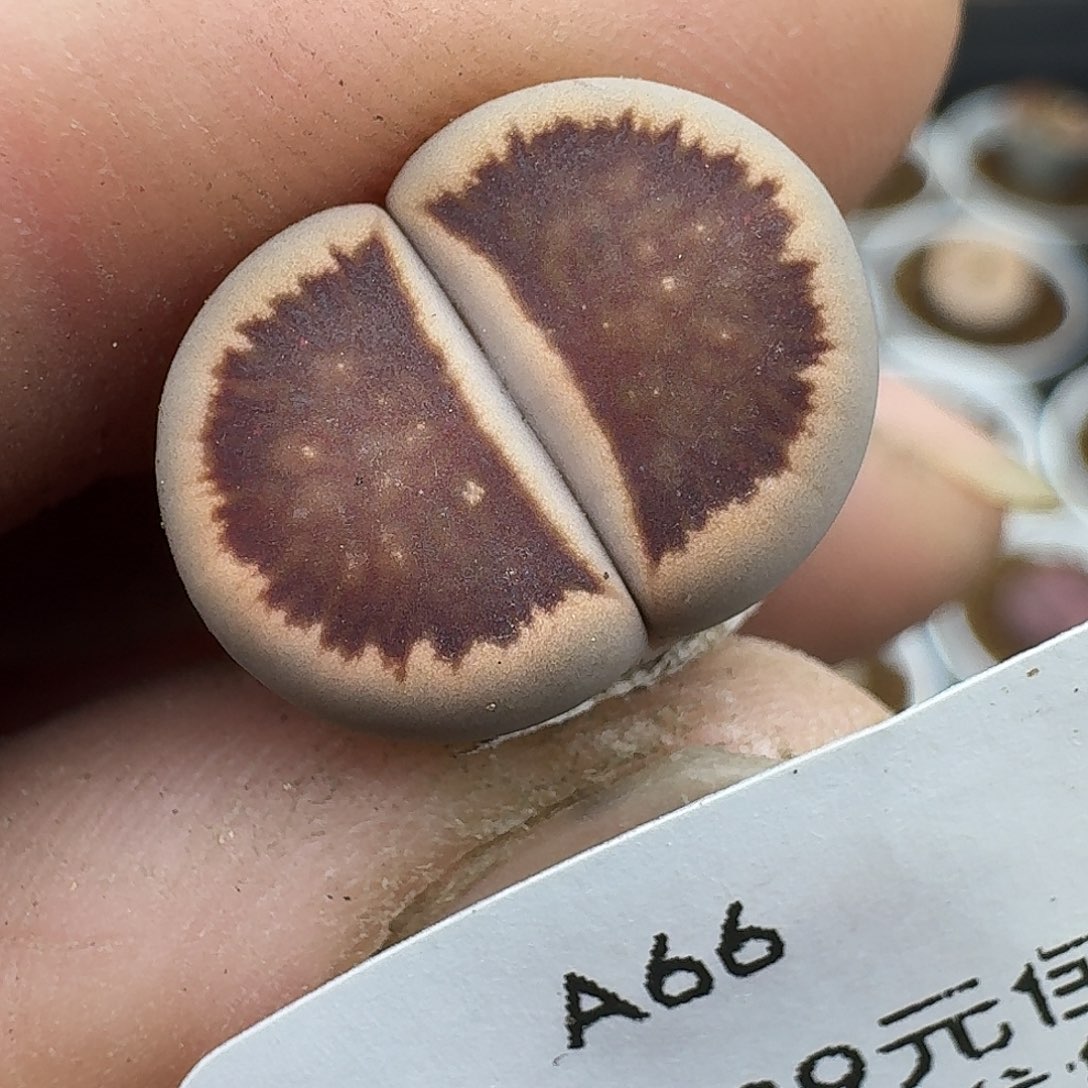 ****风66多肉哈哈哈哈哈哈