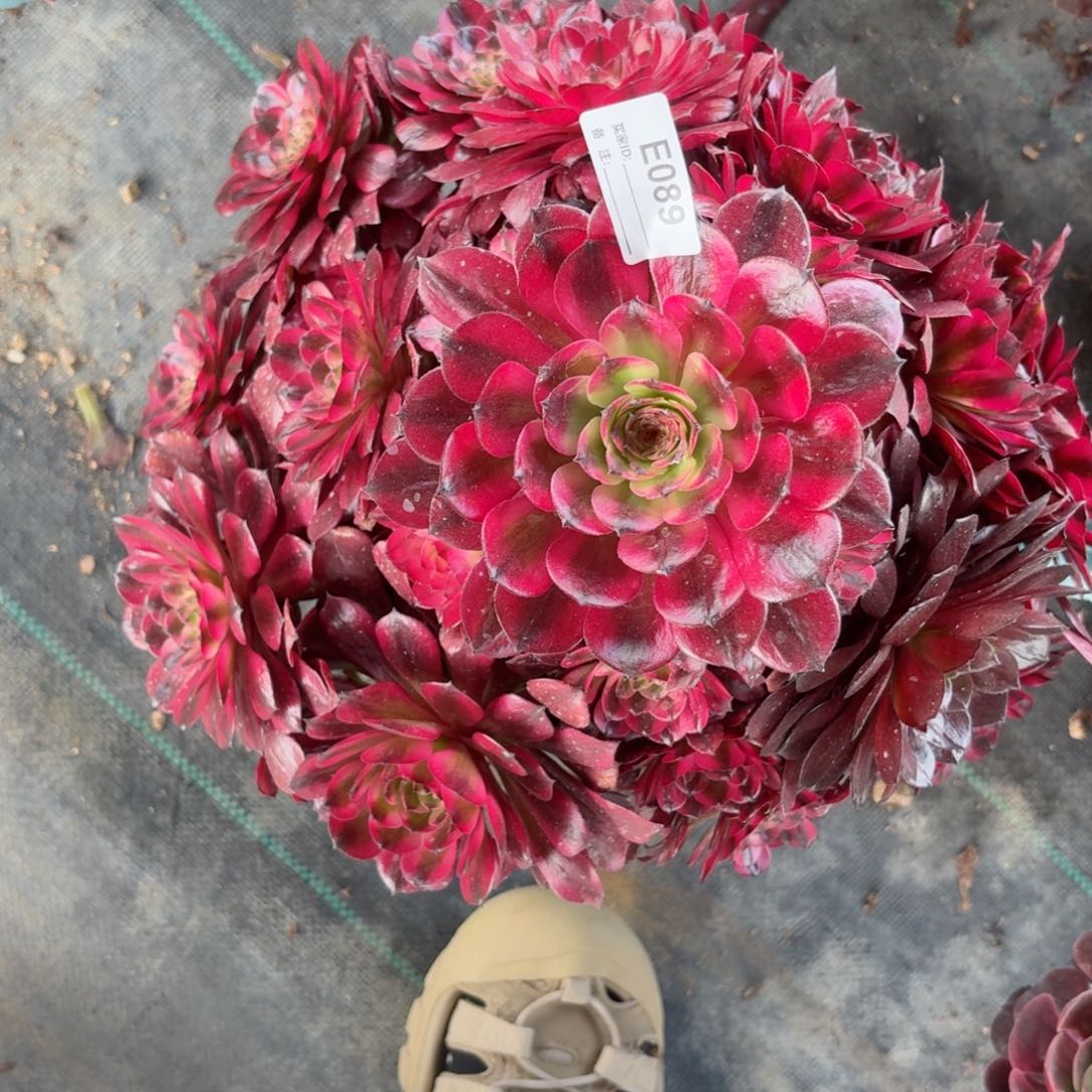 089大美肌多肉植物