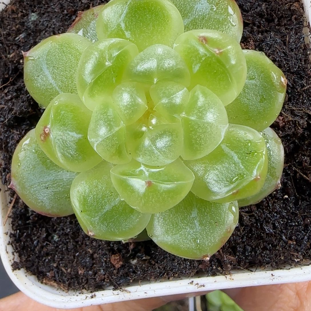 26东篱下多肉植物哈哈哈哈哈