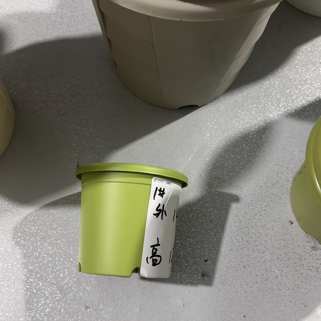 树脂1号带托10个，果绿