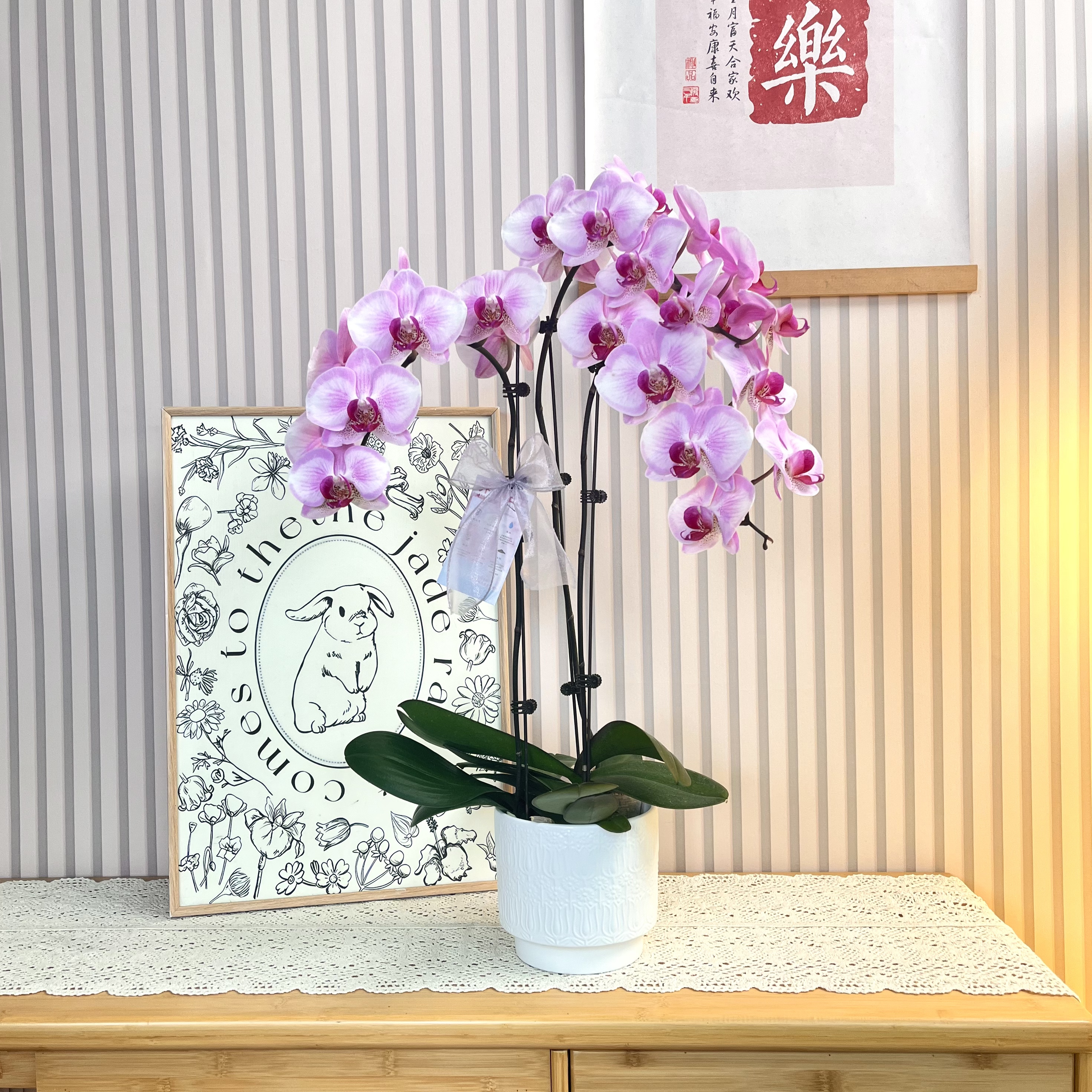 【淑女】经典蝴蝶兰粉白渐变 年宵花室内高档花卉 客厅装饰