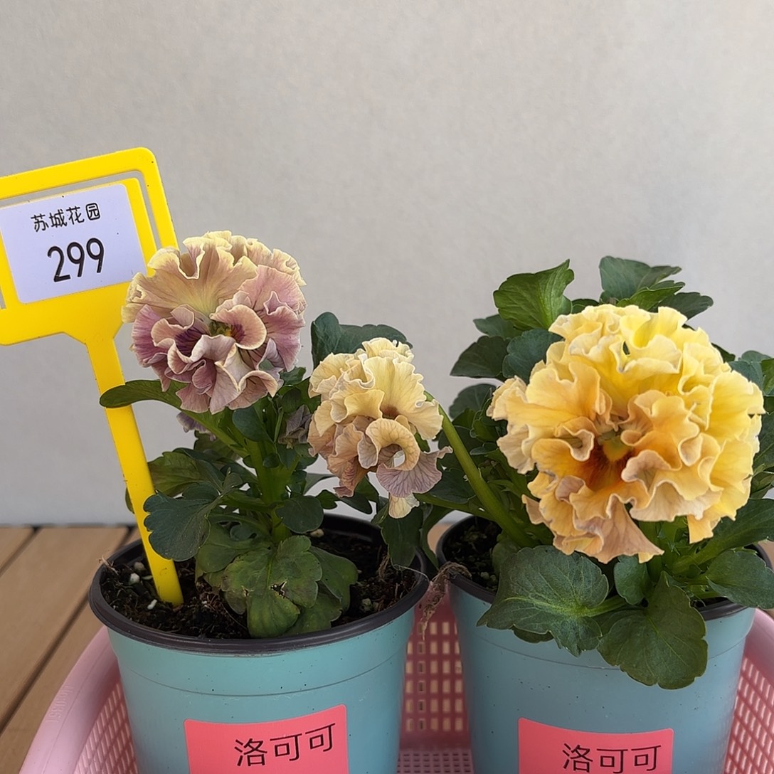 大部分开放少量花苞299