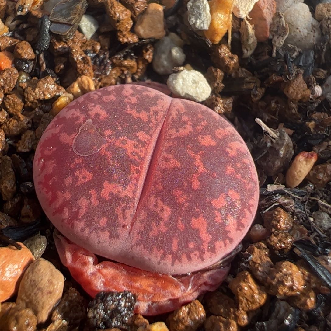 酒红紫薰多肉植物百科