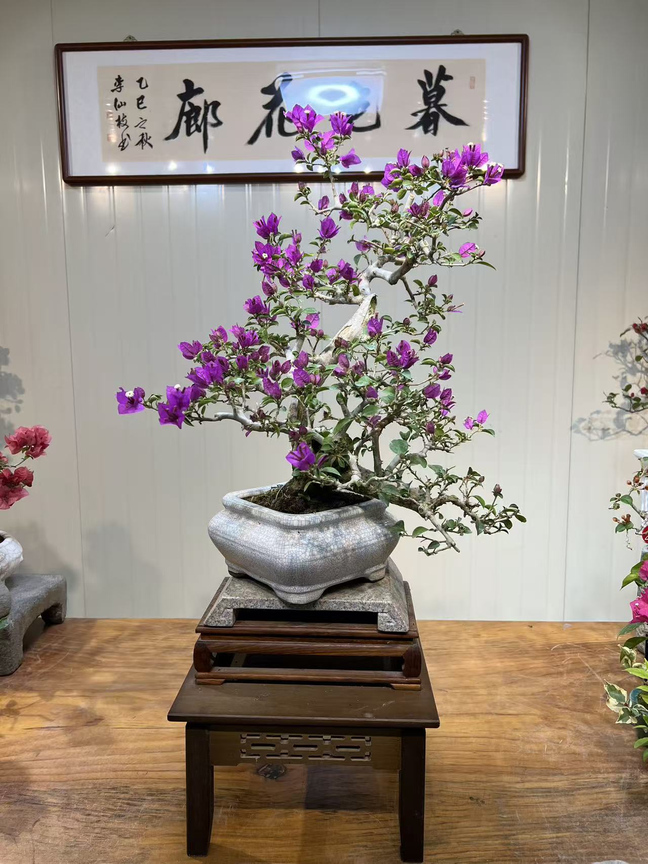 年功小叶紫三角梅盆景