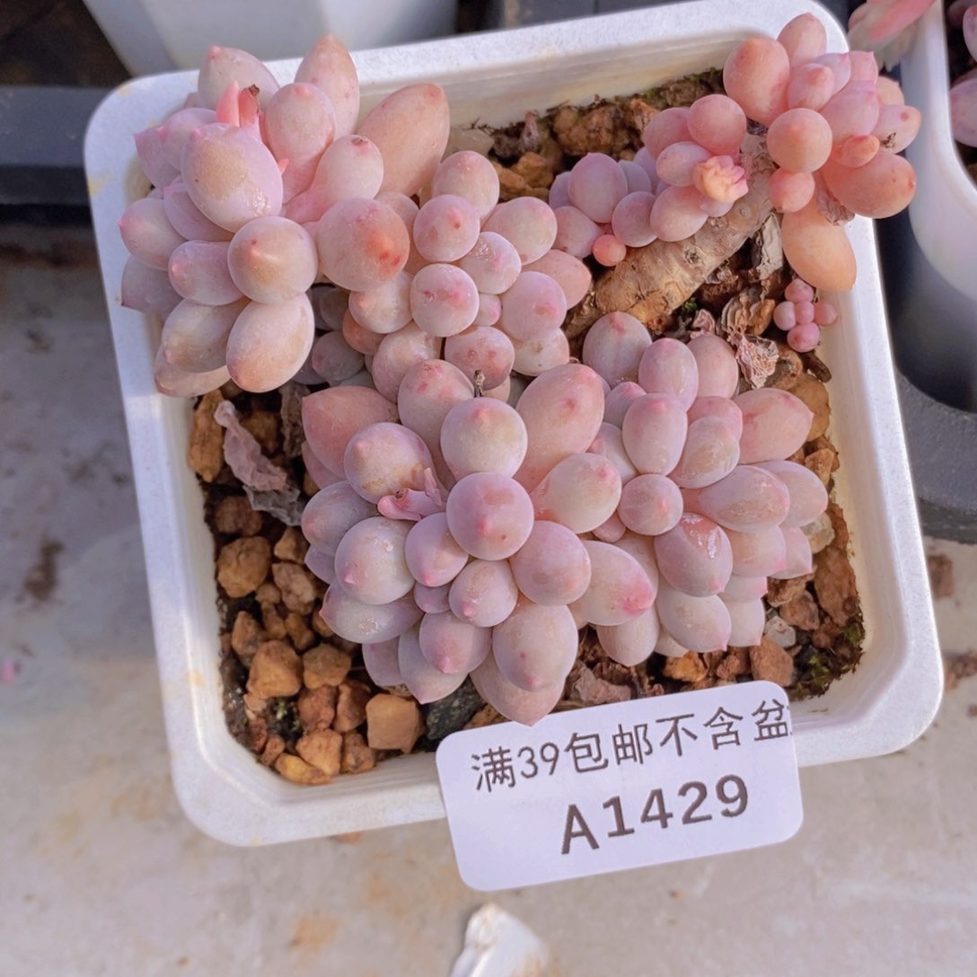 婴儿手指老桩8cm1429多肉植物