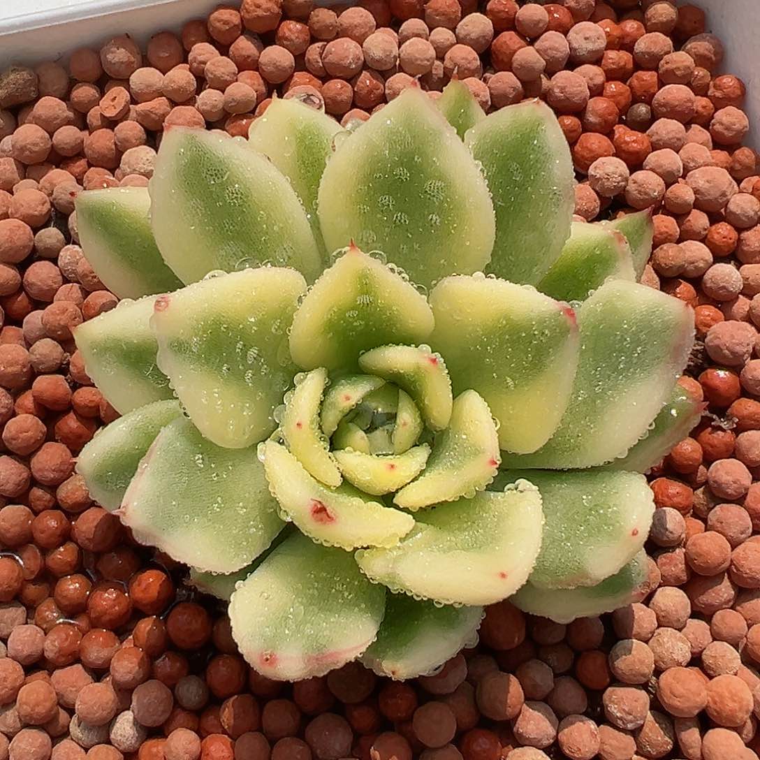 阿斯娜锦，覆轮锦