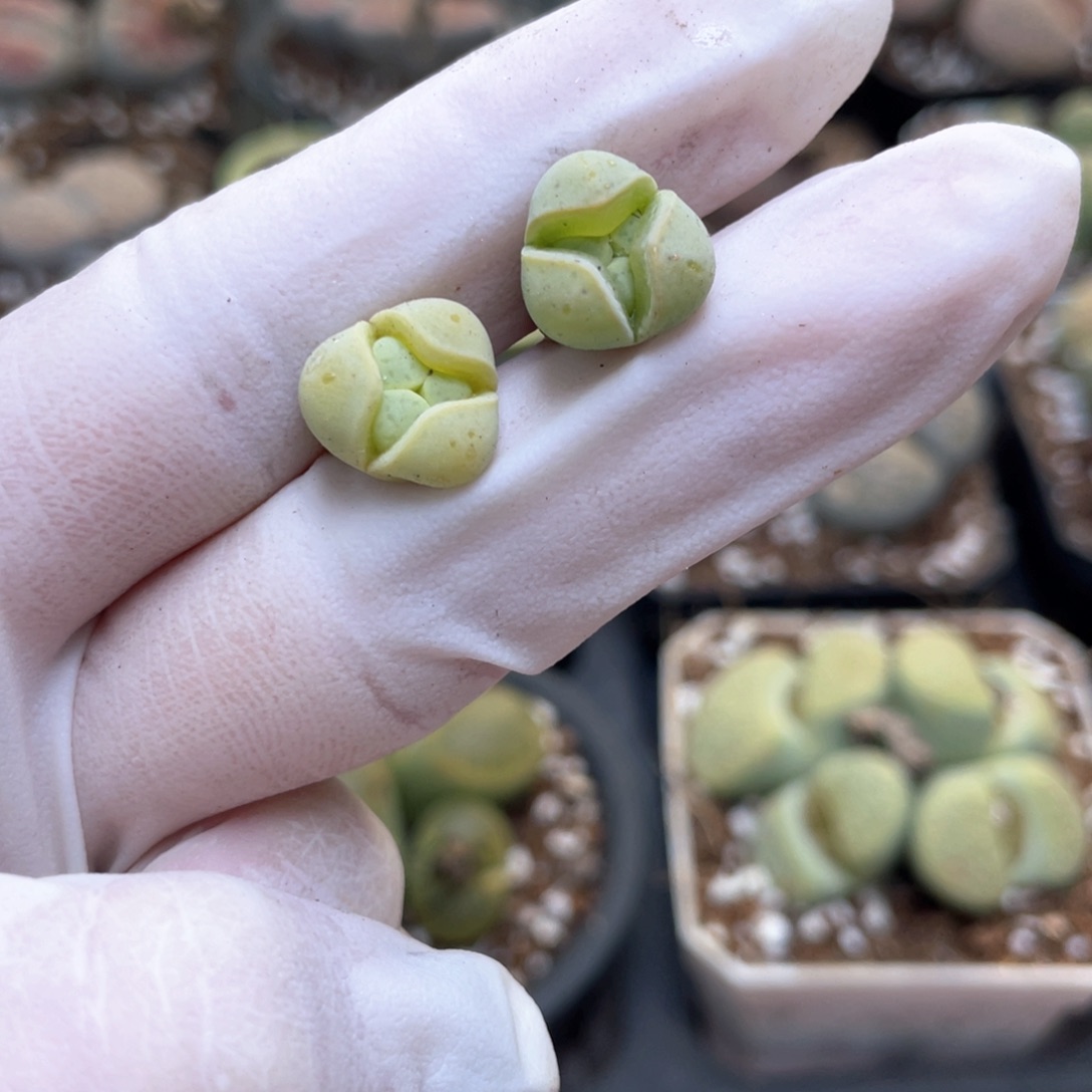 23号 奔中奔 8888