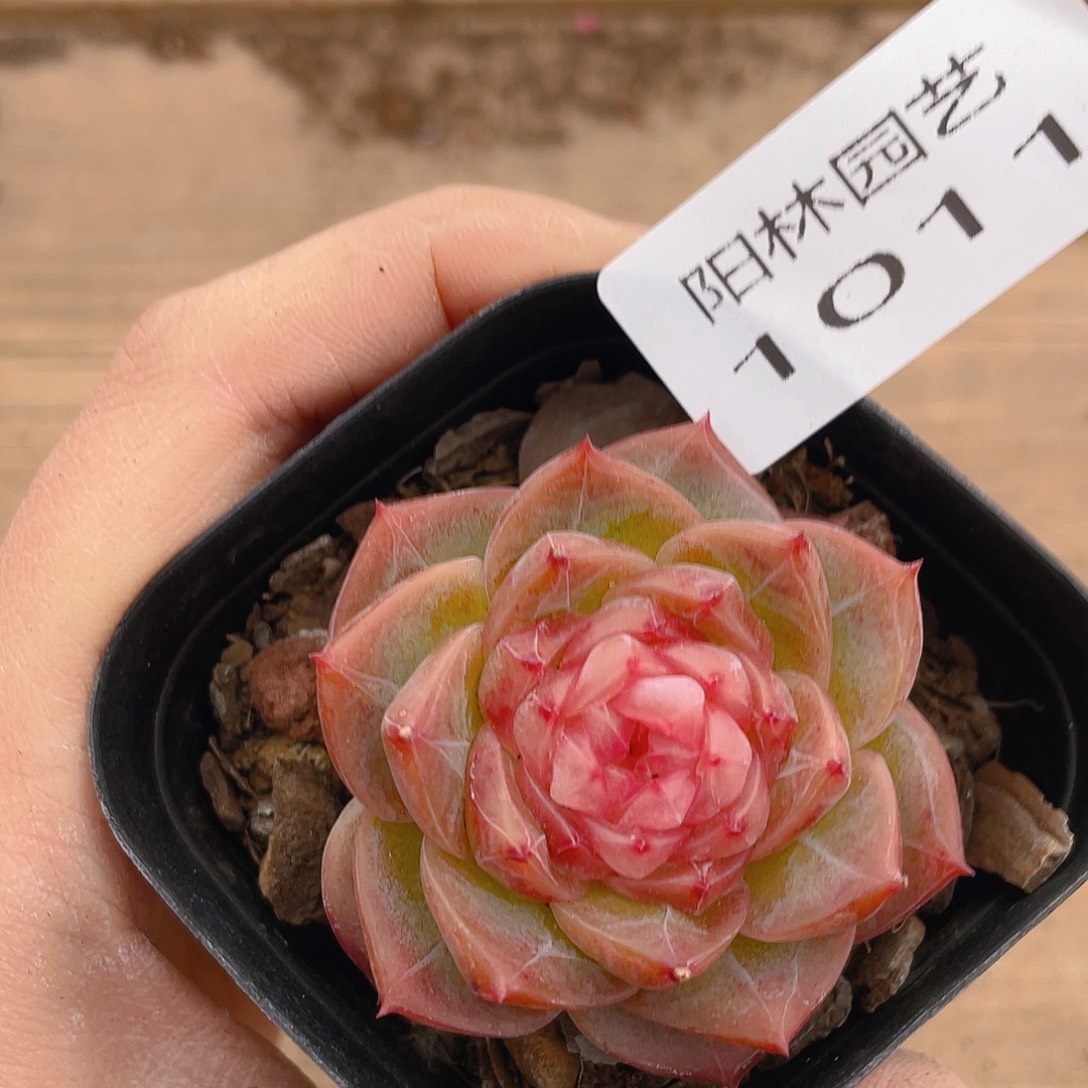 多肉植物多肉植物1011