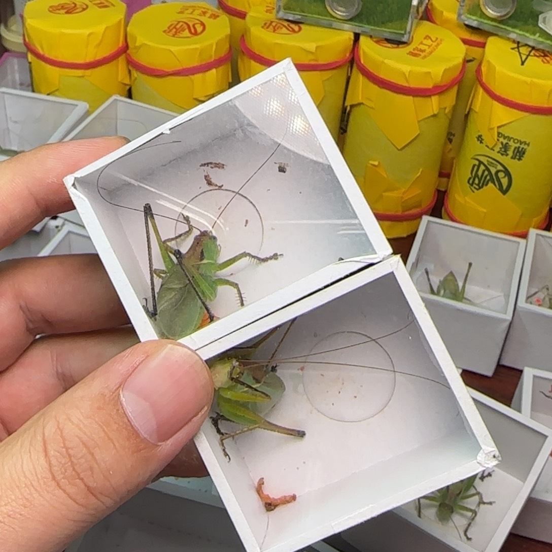 蟋蟀扎嘴2只          