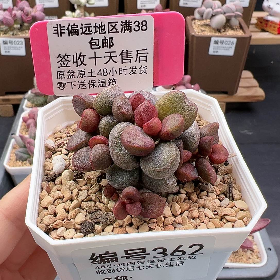 362灵石多肉植物