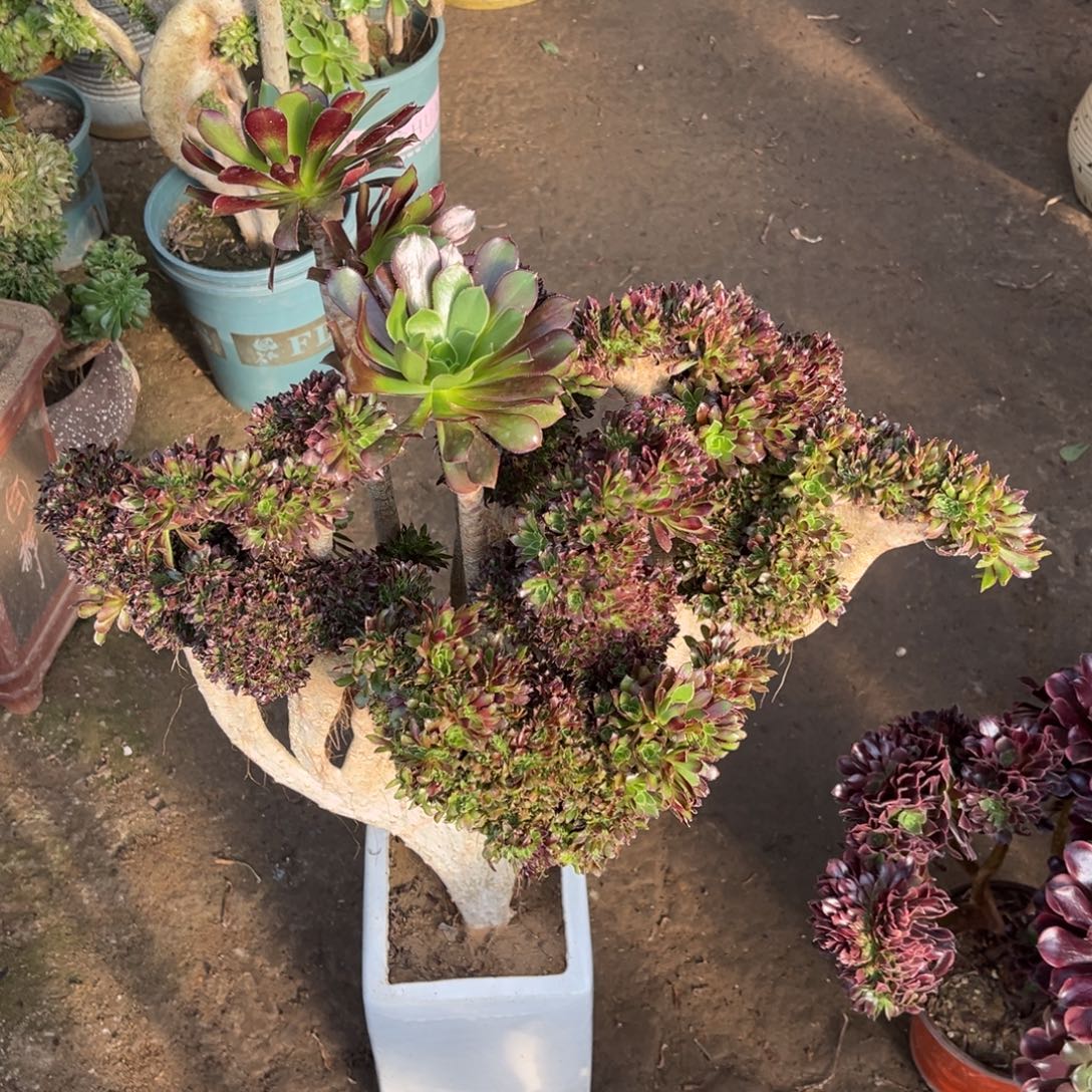 花绿植一物一拍鲜花