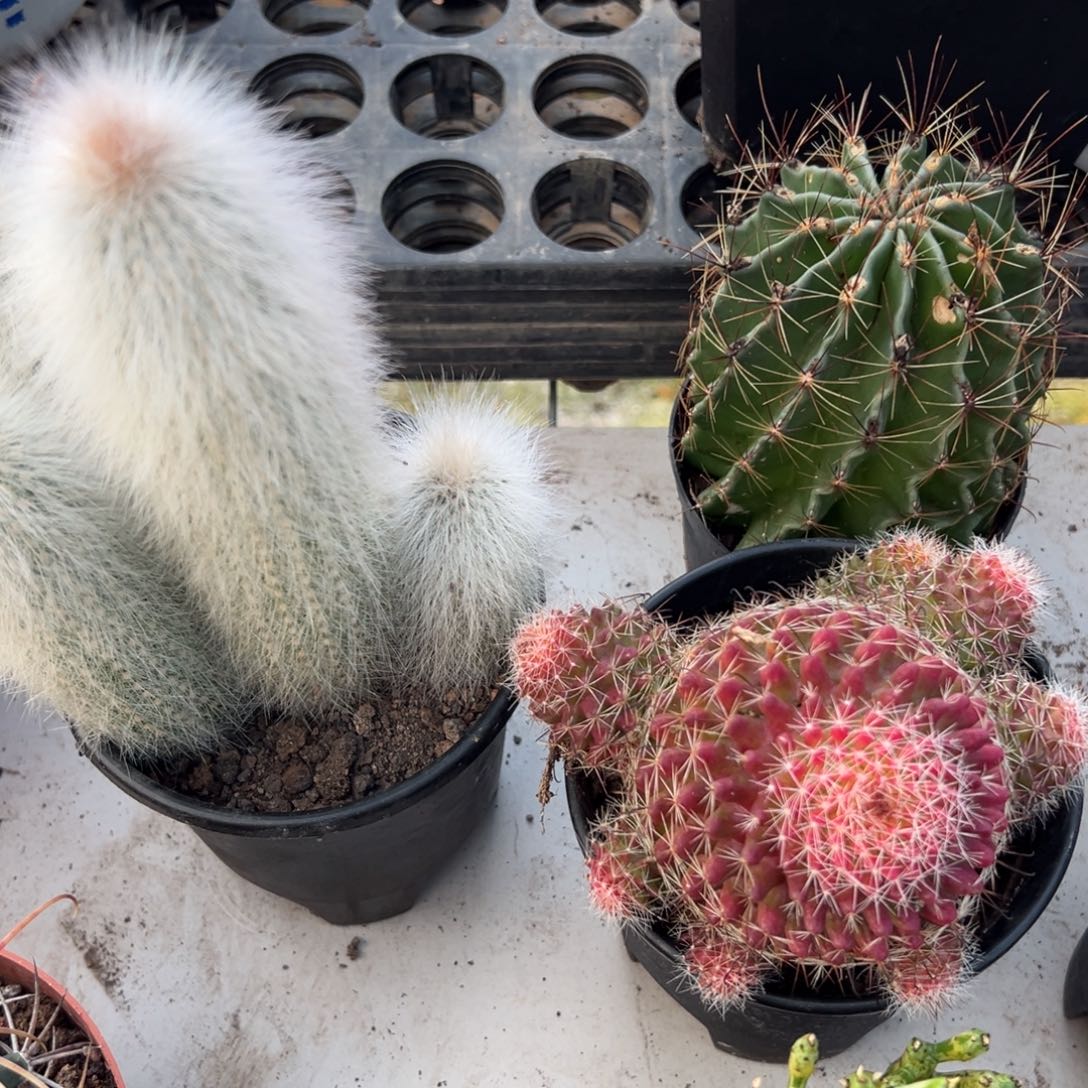 用***80 零零落落 零零落落