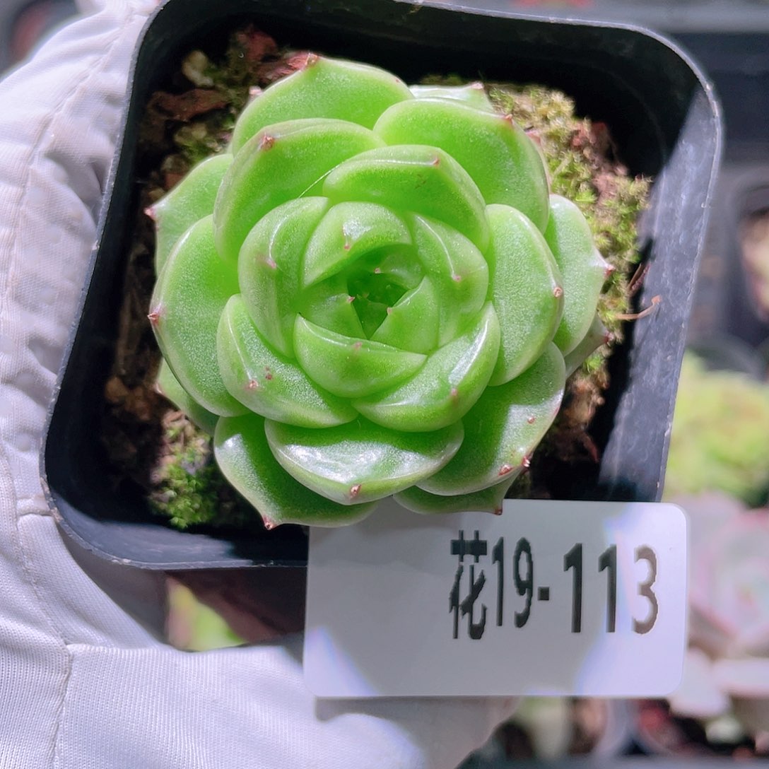 陌***い花利美19-113海王