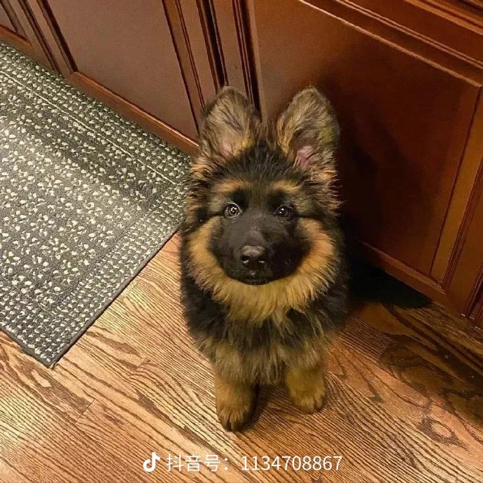 德牧西德牧羊犬黑背弓背宠物活体狗狗