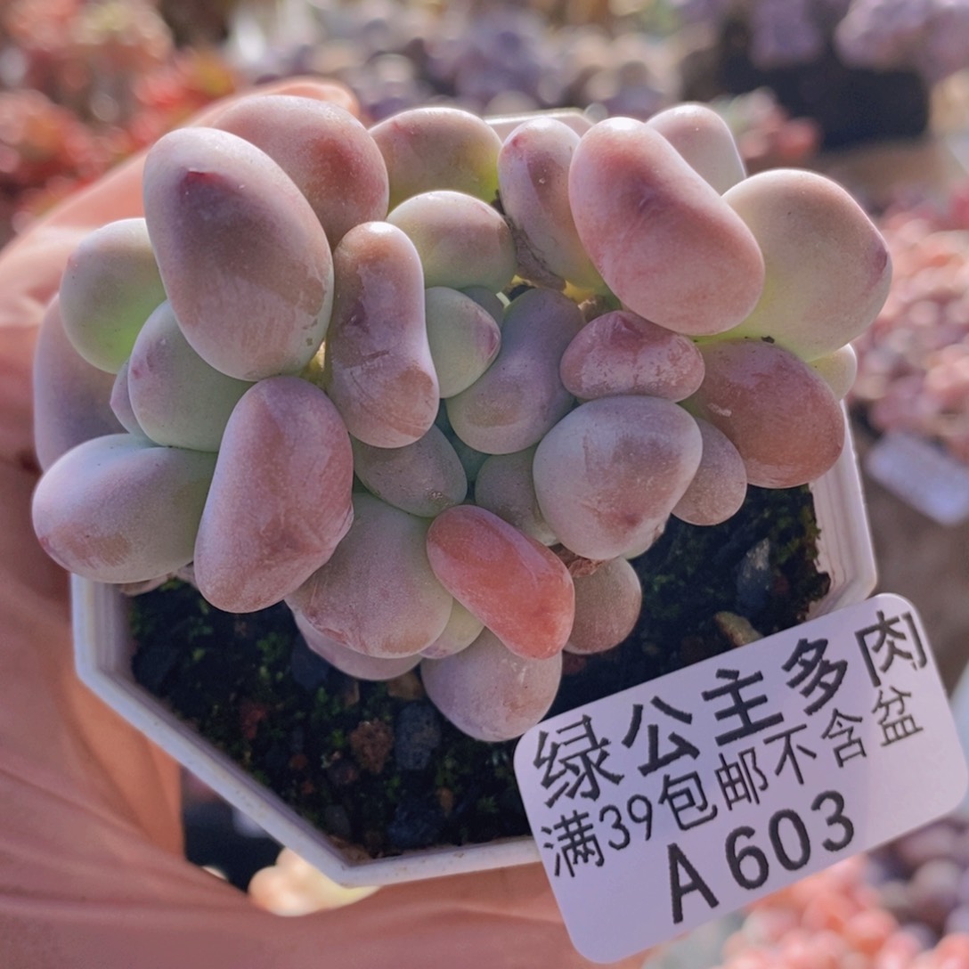 腰子洛神6cm603多肉植物