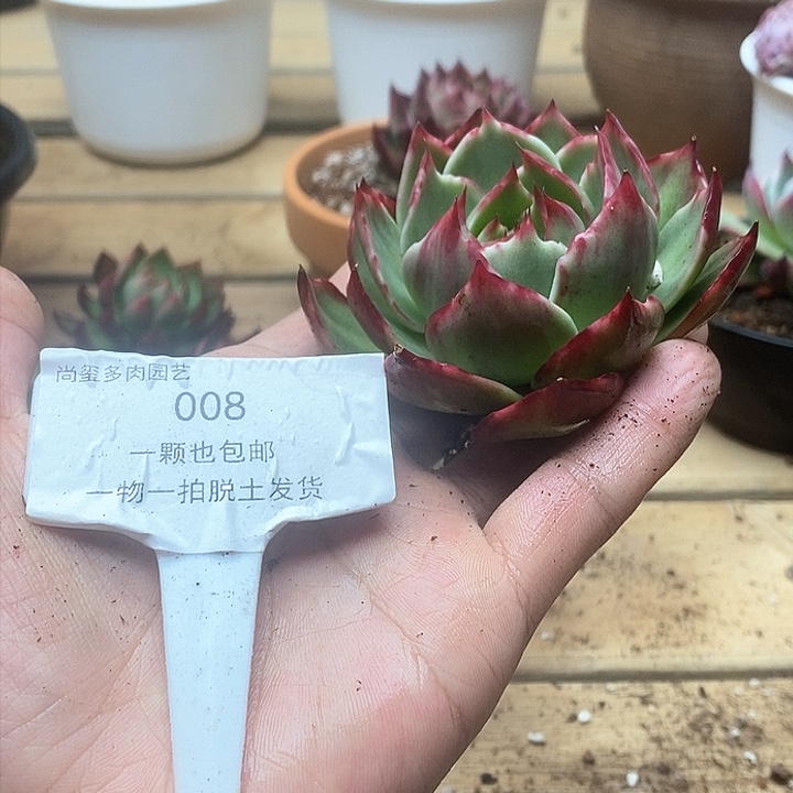 惊鸿仙子一物一拍008