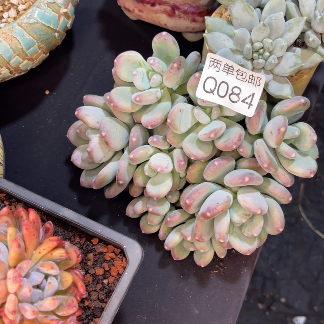 咖啡美人无砍群084