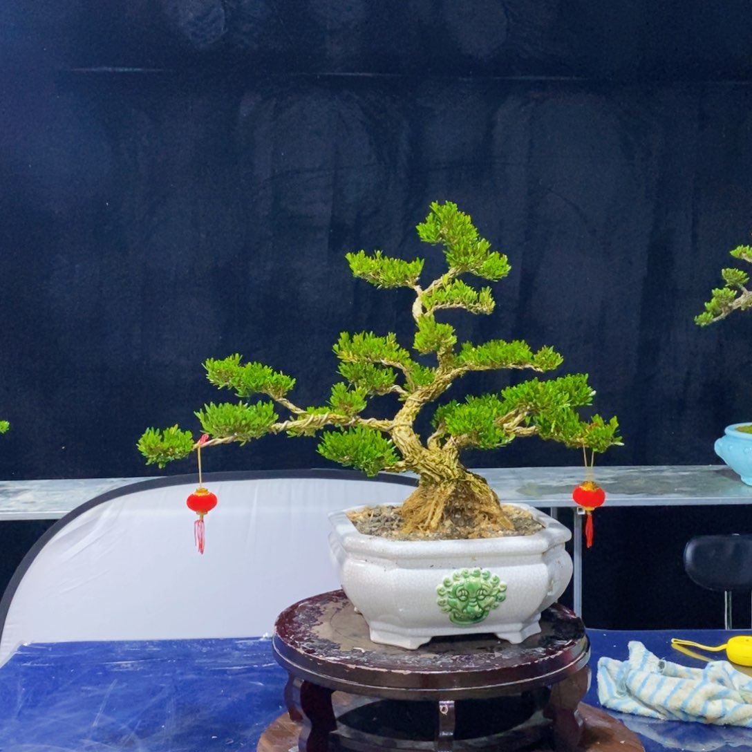 广东皱皮雀舌黄杨