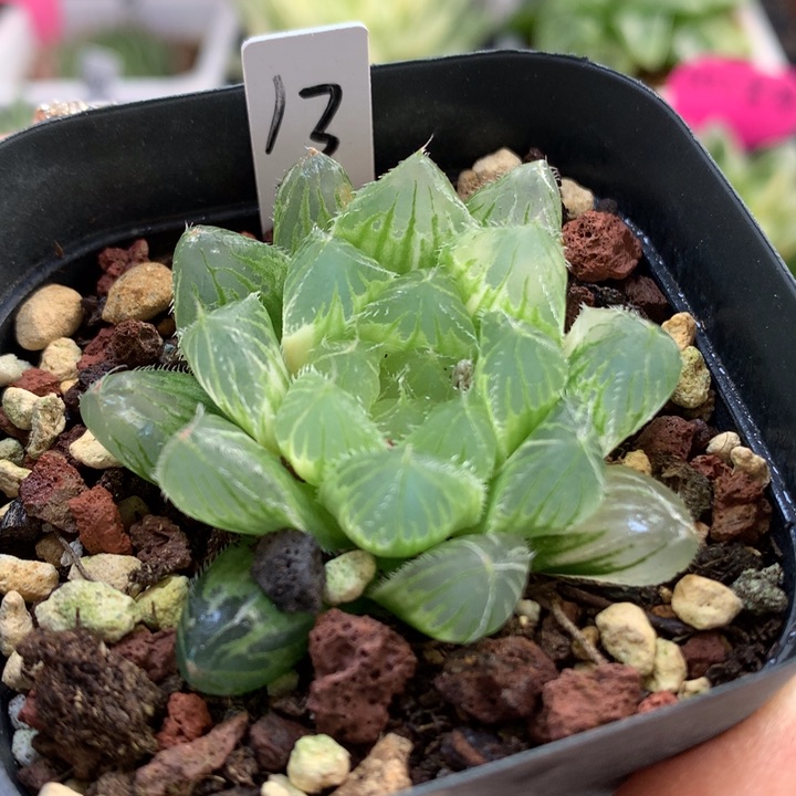 冰魄玉露锦带盆土发货