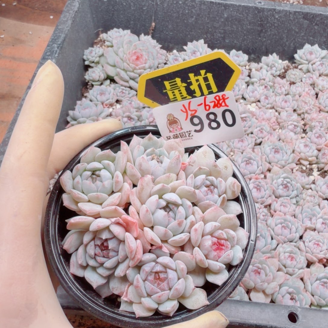 多肉植物多肉植物