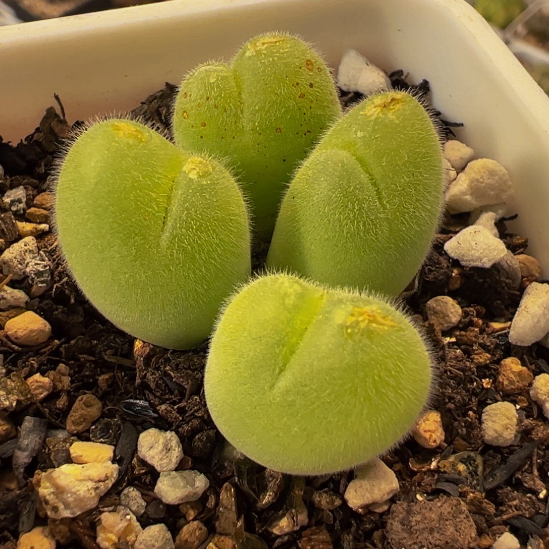 362多肉植物种类多样