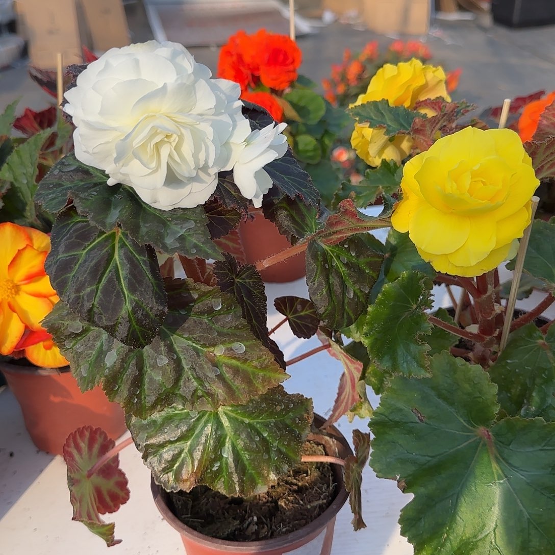 白色➕黄色 夫妻海棠