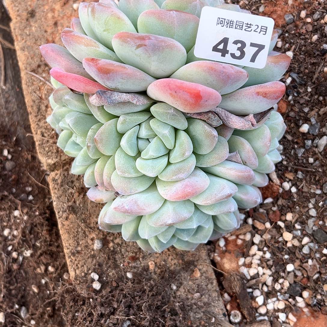 阿雅园艺。       437