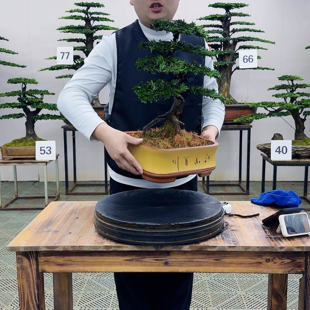 盆景米叶罗汉松盆景