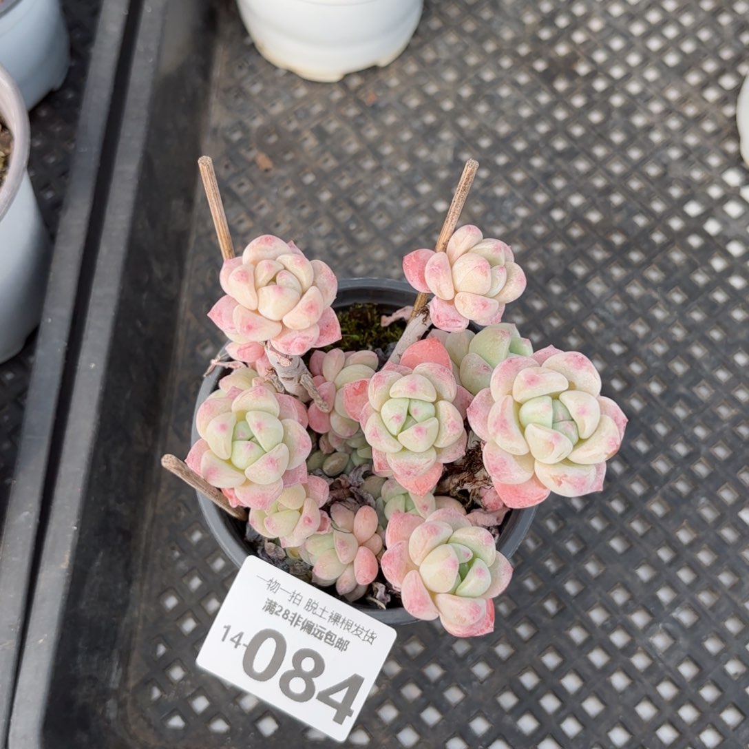 粉香水老桩多肉多肉