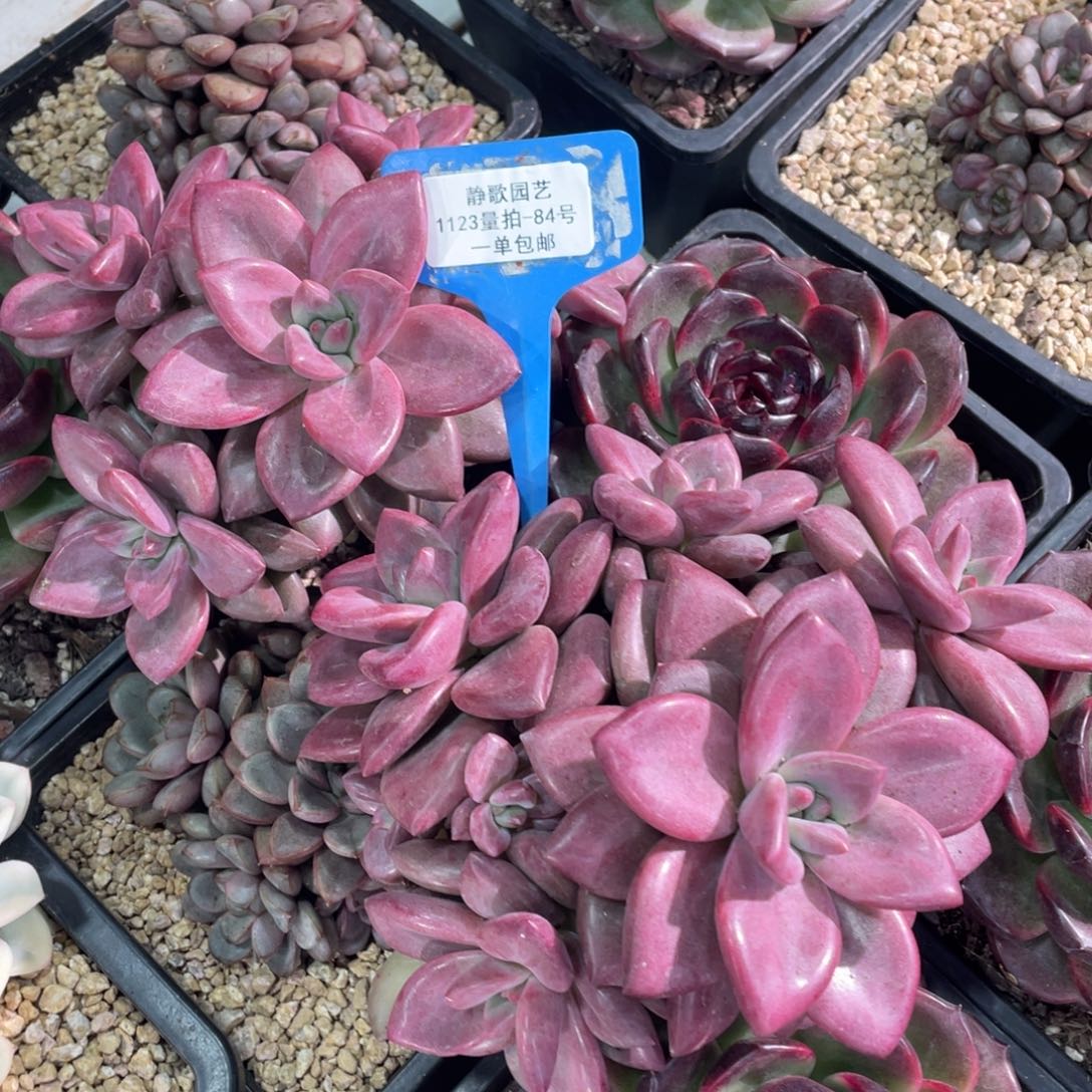 1123-84-赫菲斯托大群五头一颗