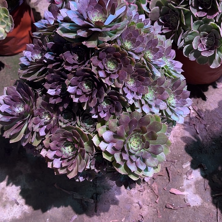 多肉植物红魔00825