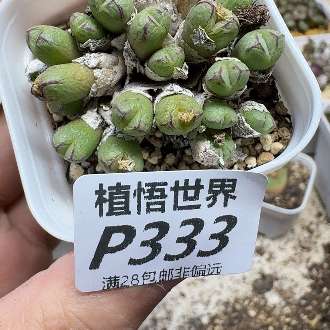 多肉植物的润泽fhbn