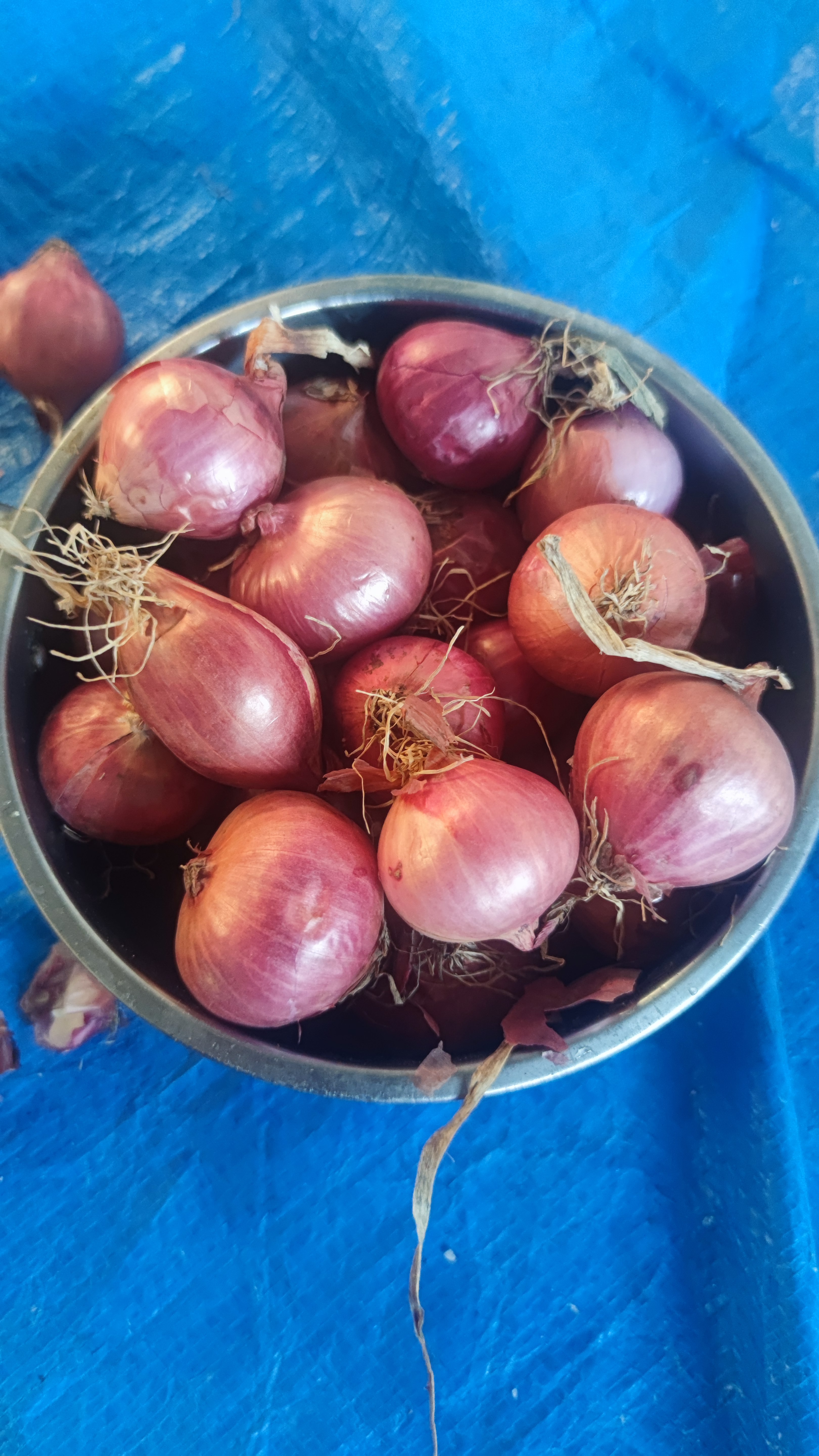 东北农村小园毛葱