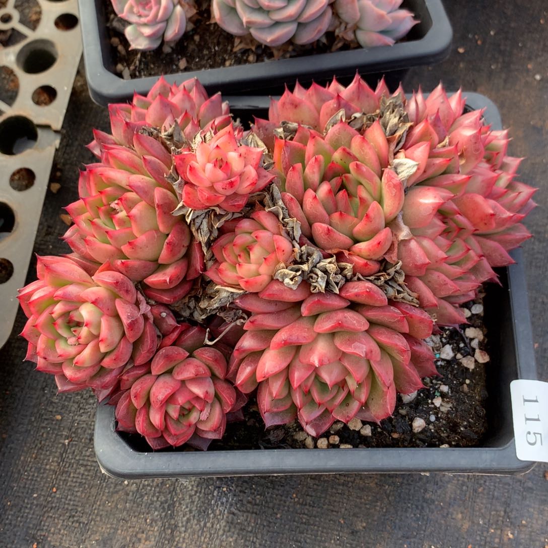 115新年快乐发发发