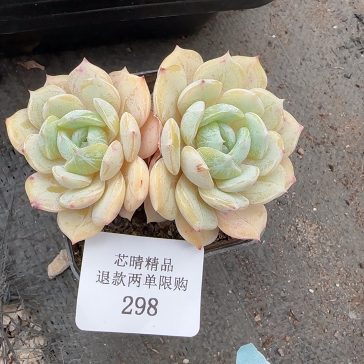 闪购精品多肉298号