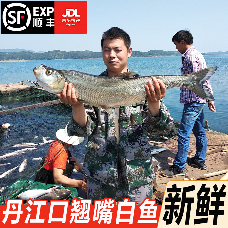 丹江口市【翘嘴白鱼】大翘白条鱼新鲜大白刁白丝鱼翘嘴鲌翘壳鱼酒店