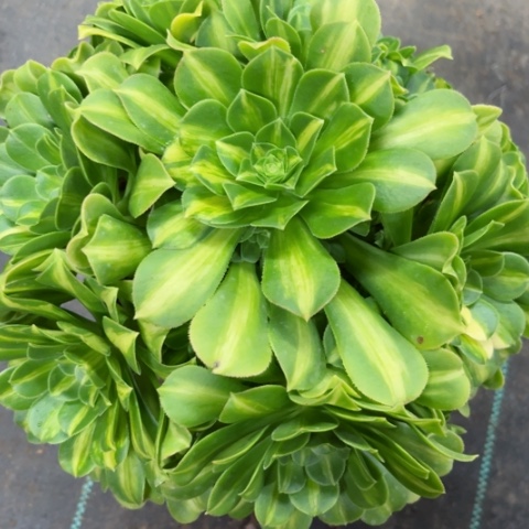 多肉植物五彩琉璃