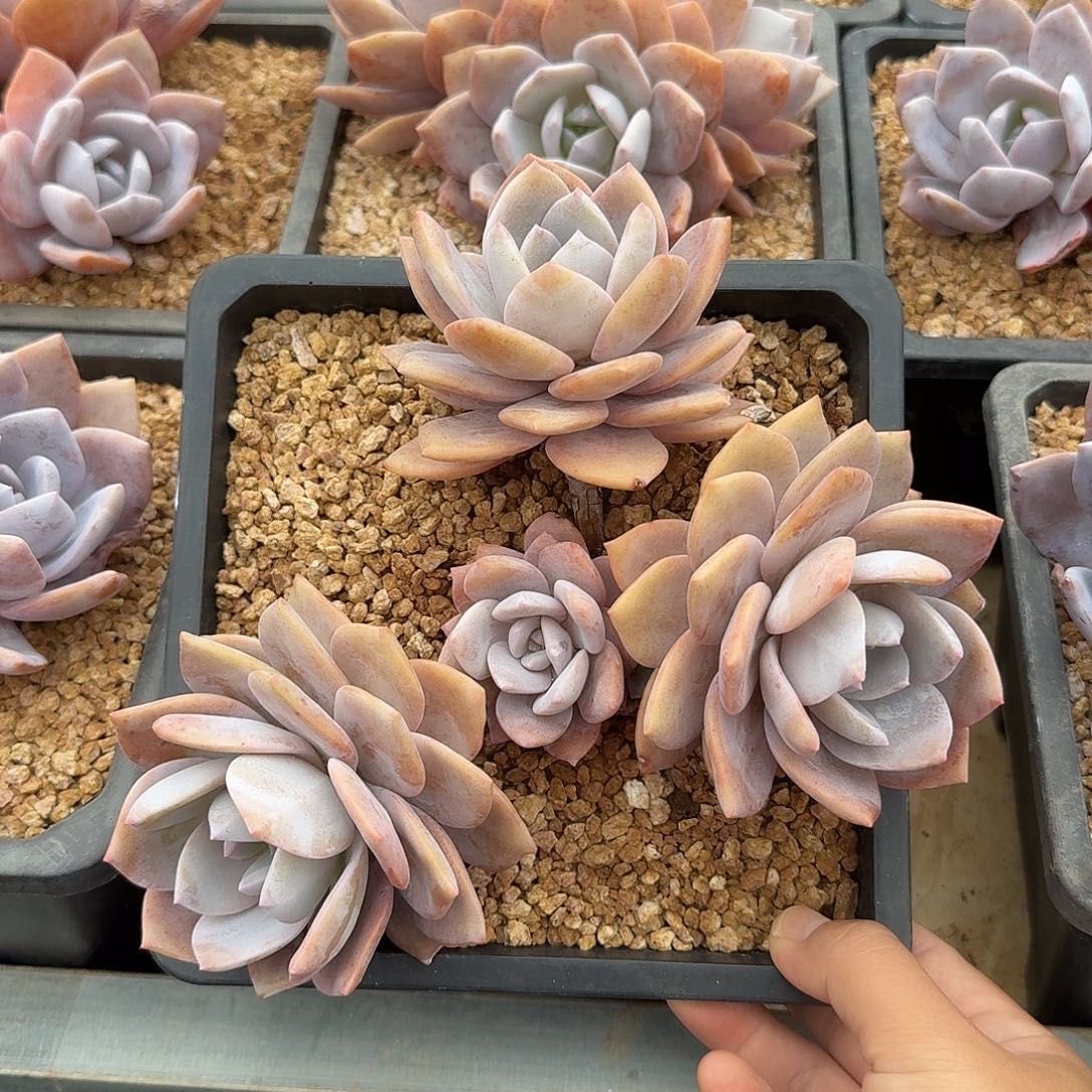 红茶整无砍老桩群生