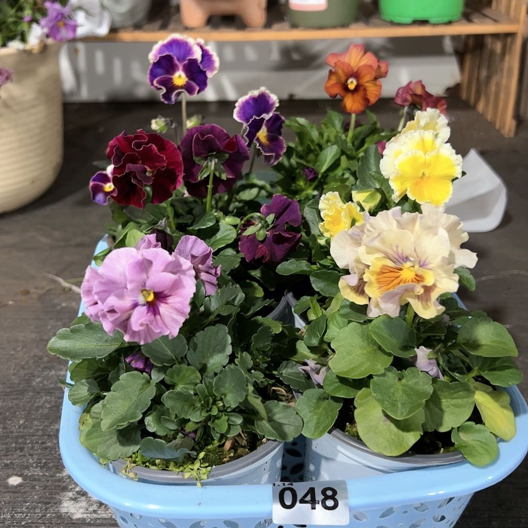 【闪购商品】048号