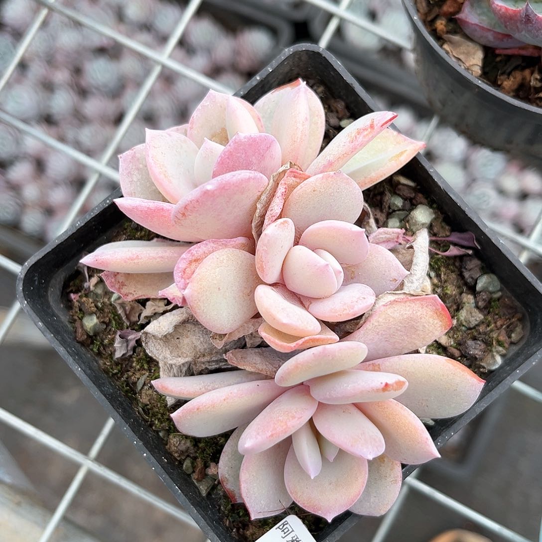 阿雅园艺。   1021