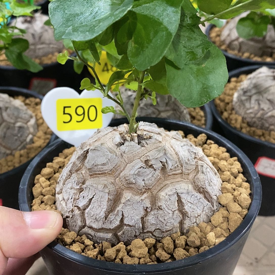 南非龟甲龙龟甲龙