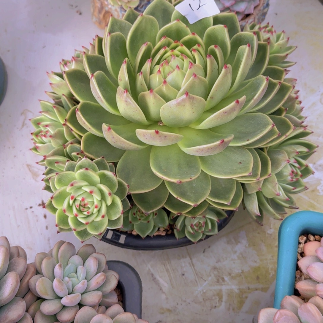 12蓝龙多肉植物的种类