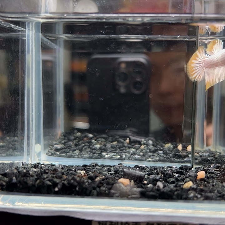 斗鱼竞拍跑单10日69