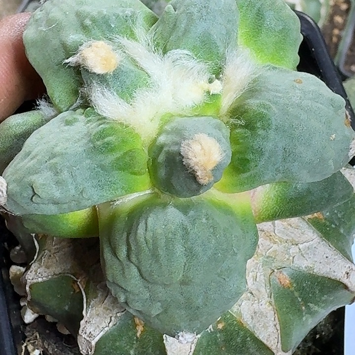 无花朵苗接怒涛345