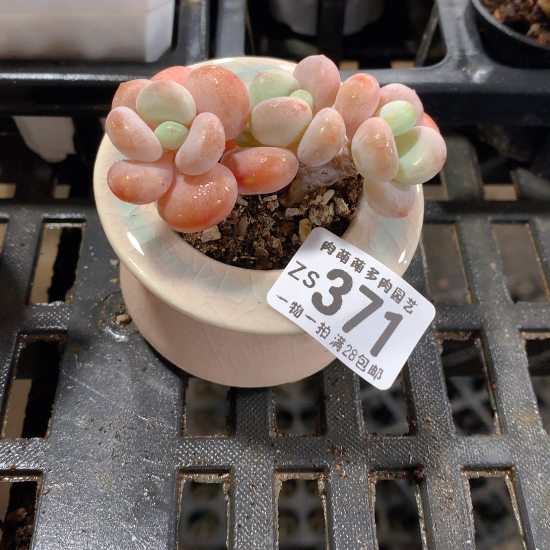 肉萌萌拇指盆精控多肉ZS371