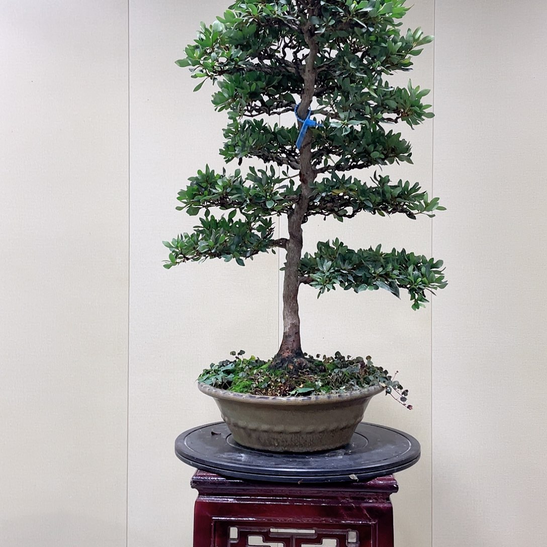 无花朵进口皋月杜鹃